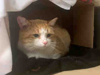 PetfindToronto's tweet photo. #RATHBURN #RENFORTH Pls RT2unite #FOUND #CAT-12/27 #Toronto Animal Services A880085 #WEST 416-338-6271 ORANGE DSH/M/?Age https://t.co/enSANVrGJp