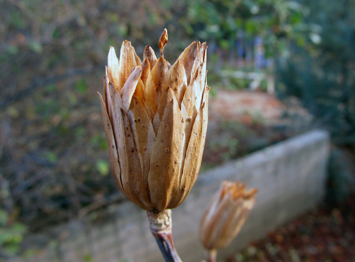awkwardbotany's tweet photo. receptacle of tulip tree inflorescence (Liriodendron tulipifera) #Magnoliaceae #seasonalinterest #phytocurious https://t.co/UF3lThbJdo