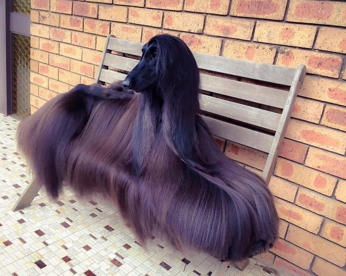 AgatheDeblouz's tweet photo. Il fera moins le malin avec son brushing après 3 mn sous la pluie 😹

#ConDeChien #JoyeusesFêtes https://t.co/FuAFGFcwBJ