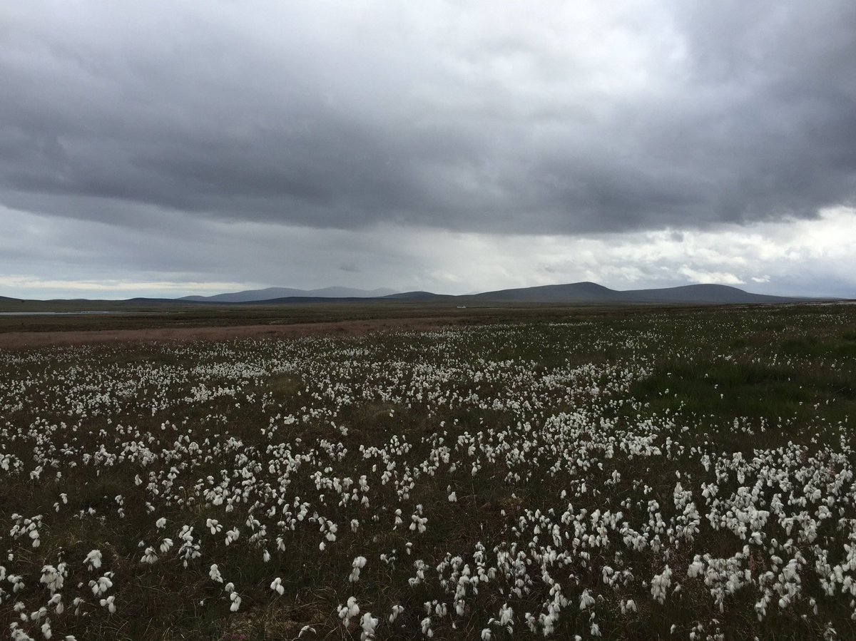 Repeopling would interrupt the contentedness of the landed gentry (sporting and conservation) as well as the environmental NGO/movement (conservation). There's the real risk this area is left to die under the guise of perceived good environmentalism.