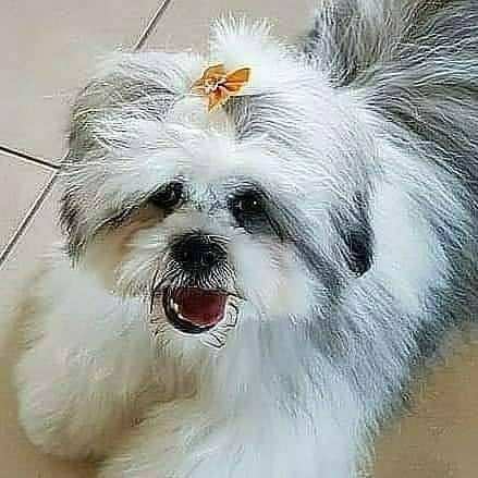 petsarefound's tweet photo. #TongueOutTuesday - #FindPandy
#Lost Shih Tzu #Dog from #Narangba
https://t.co/0kkngMTUVt
Narangba Valley: North of #Brisbane #QLD
#LostDog #NarangbaValley #Queensland #Missing #ShihTzu #Dogs #Selfie #DogSelfie #QLDdogs #DogsOfQLD #LostDogs #MissingDogs #shihtzulove #doggo https://t.co/Nh6J5B5J6o