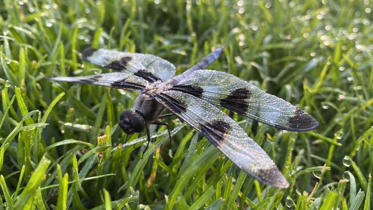 #todayinontario2020 In partnership with @BayerGolfCA
OGSA presents our social media awards top ten tweets of 2020 #3 Nature at its best - Dragonfly and the winner of $100 <a href="/granitegcgreens/">Granite GC Greens</a>