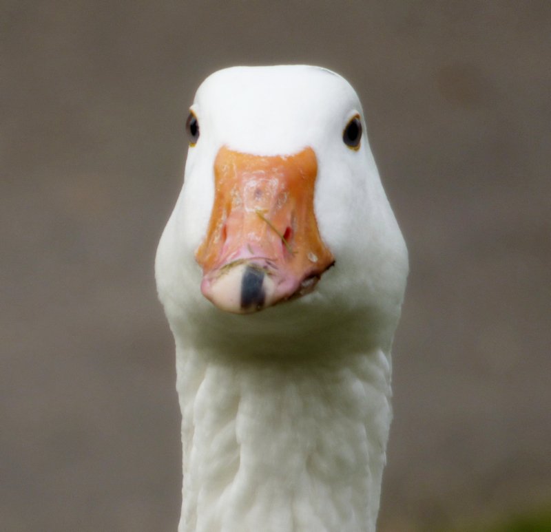Theres146's tweet photo. #GoosePride 😉
So schöne #Gänse 😍
Erinnerungsfotos - #Photografien aus Düsseldorf Hofgartenteich und Volksgarten https://t.co/de9InUyVz1
