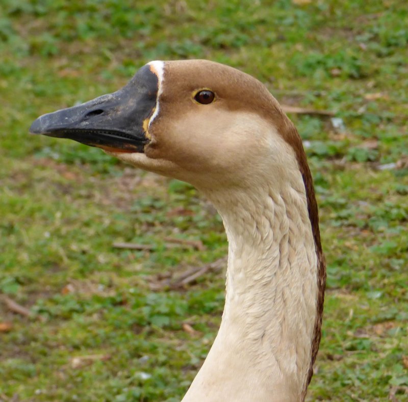 Theres146's tweet photo. #GoosePride 😉
So schöne #Gänse 😍
Erinnerungsfotos - #Photografien aus Düsseldorf Hofgartenteich und Volksgarten https://t.co/de9InUyVz1