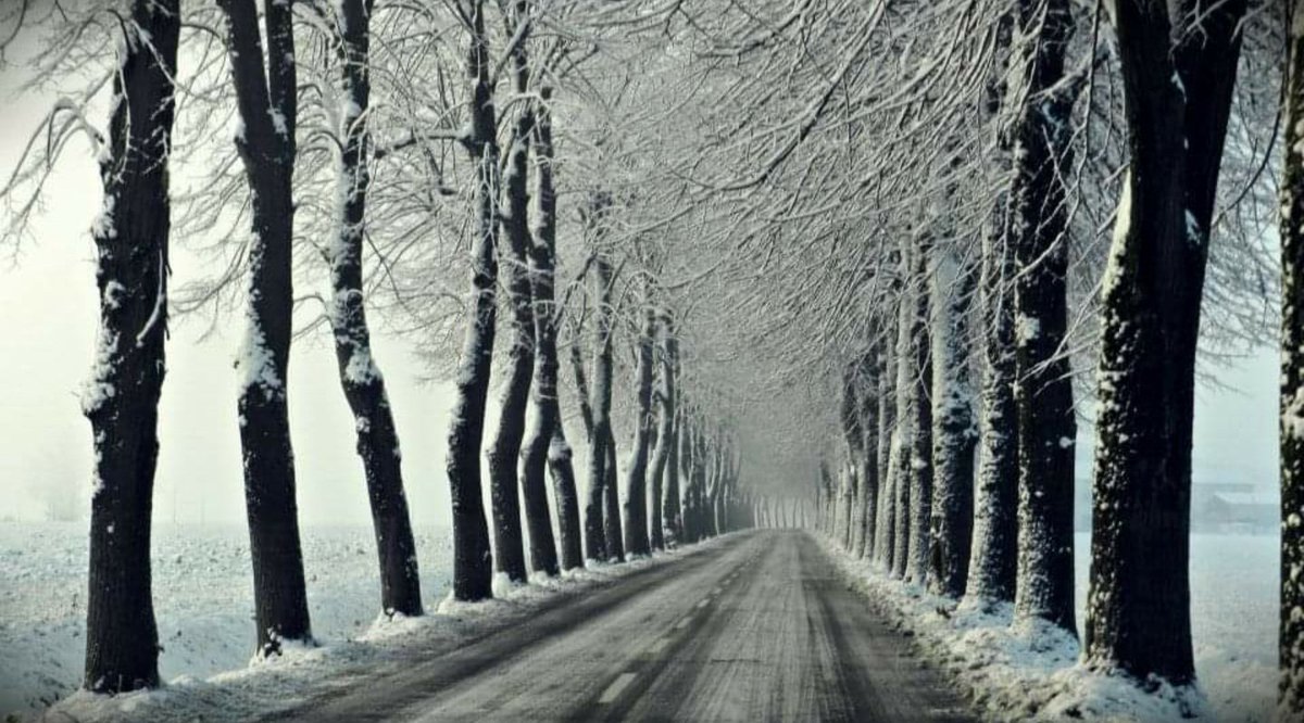 _74Nicea_'s tweet photo. Lunghi viali di tigli vestiti d'inverno.
(📷 mia). https://t.co/7JpbSNYhD1