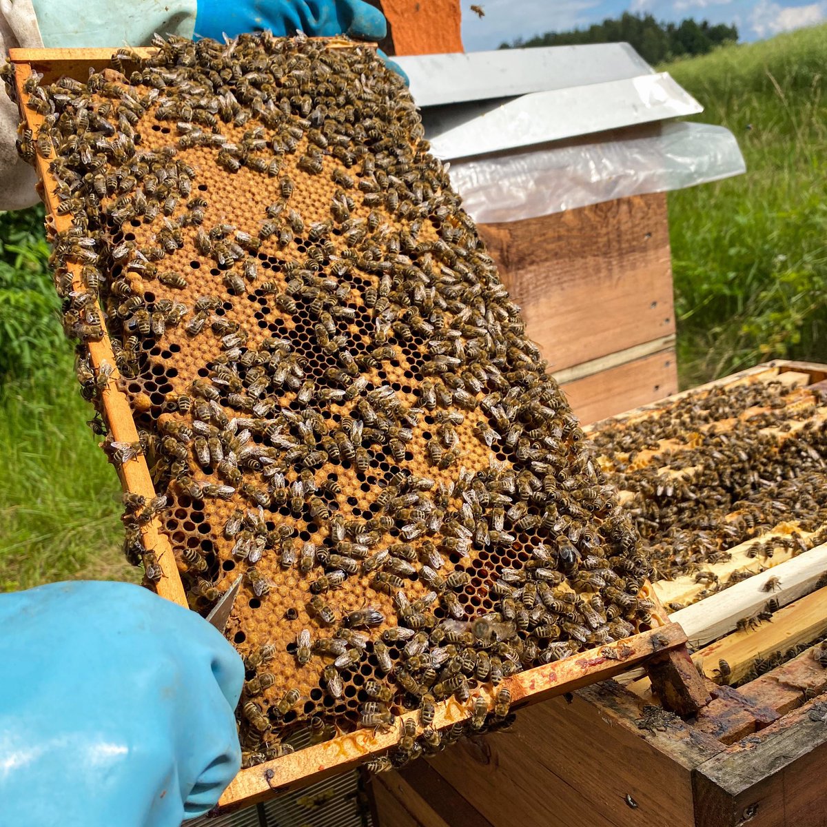 So viel Brut, dass der Futterkranz entfallen muss.😂🐝😉
. 
So much brood that the feed ring must be omitted.😂🐝😉