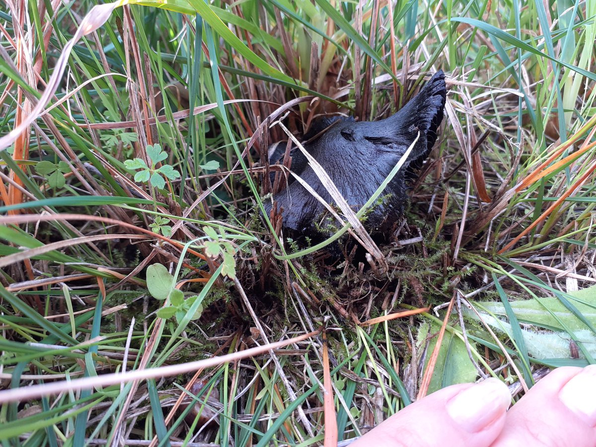 Are black mushrooms a thing?... and... can I cook it?? 😅😄