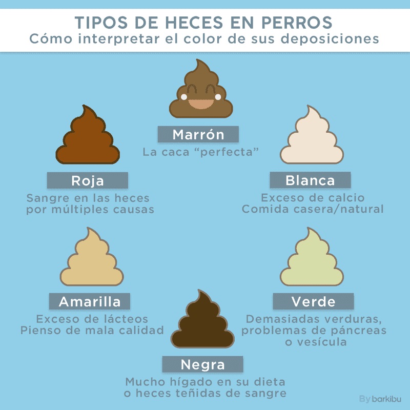 montar Matemático Incorrecto cacas blancas en perros salvar familia