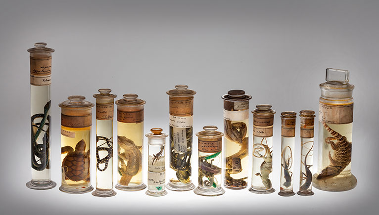 The need to not just collect any old thing the benefactor thought ‘looked cool’ would move towards a singular purpose, that of preserving ‘the true nature of things’. This idea is still embodied in many contemporary zoology collections. 9/