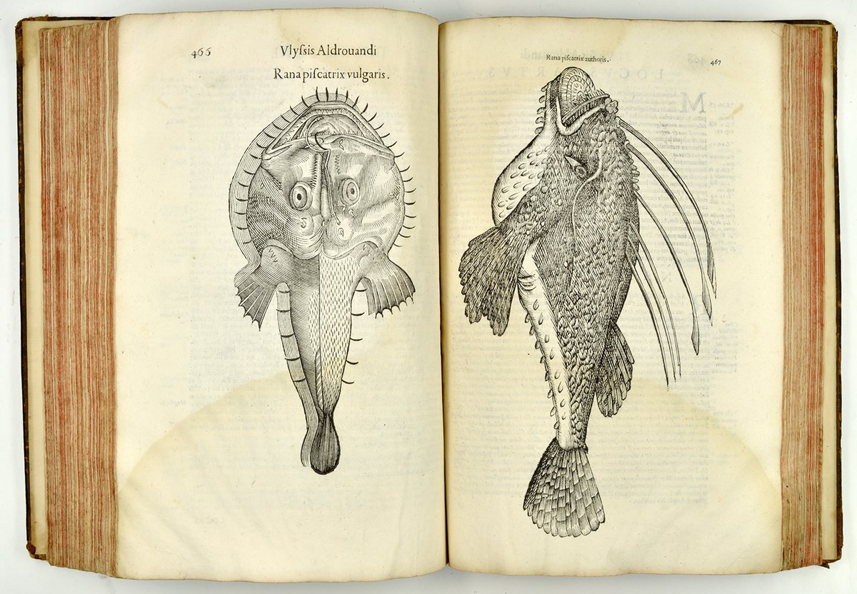 Naturist Ulisse Aldrovandi of 16th Century Italy, wished to establish a museum that was an encyclopedia of the natural world. The aim was to amass as much stuff as possible, all of which would be displayed. The idea was that the more you collected, the more could be known. 10/