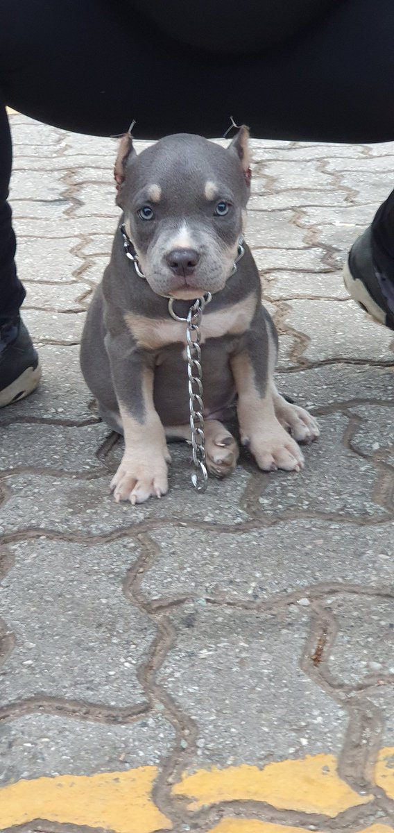 MohaiStrongman's tweet photo. Toretto @americanbully @MohaiStrongman https://t.co/Tu6Na5dj9r