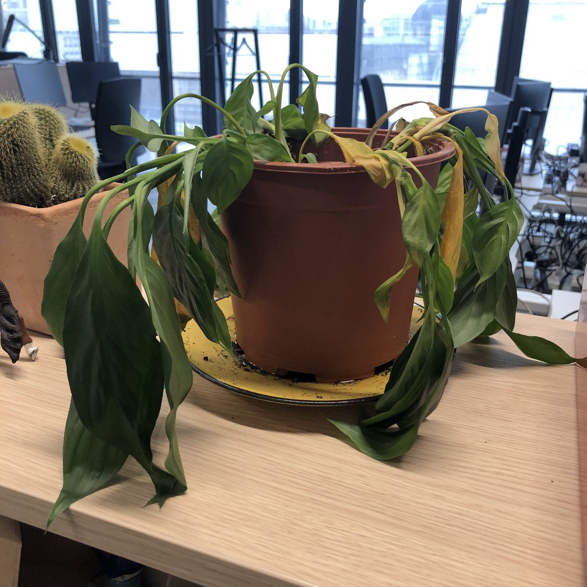 Helene Bekmezian tweet media