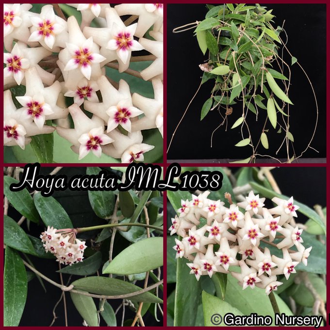 Watch Hoya Plants's leaked NSFW photo on TwXstars