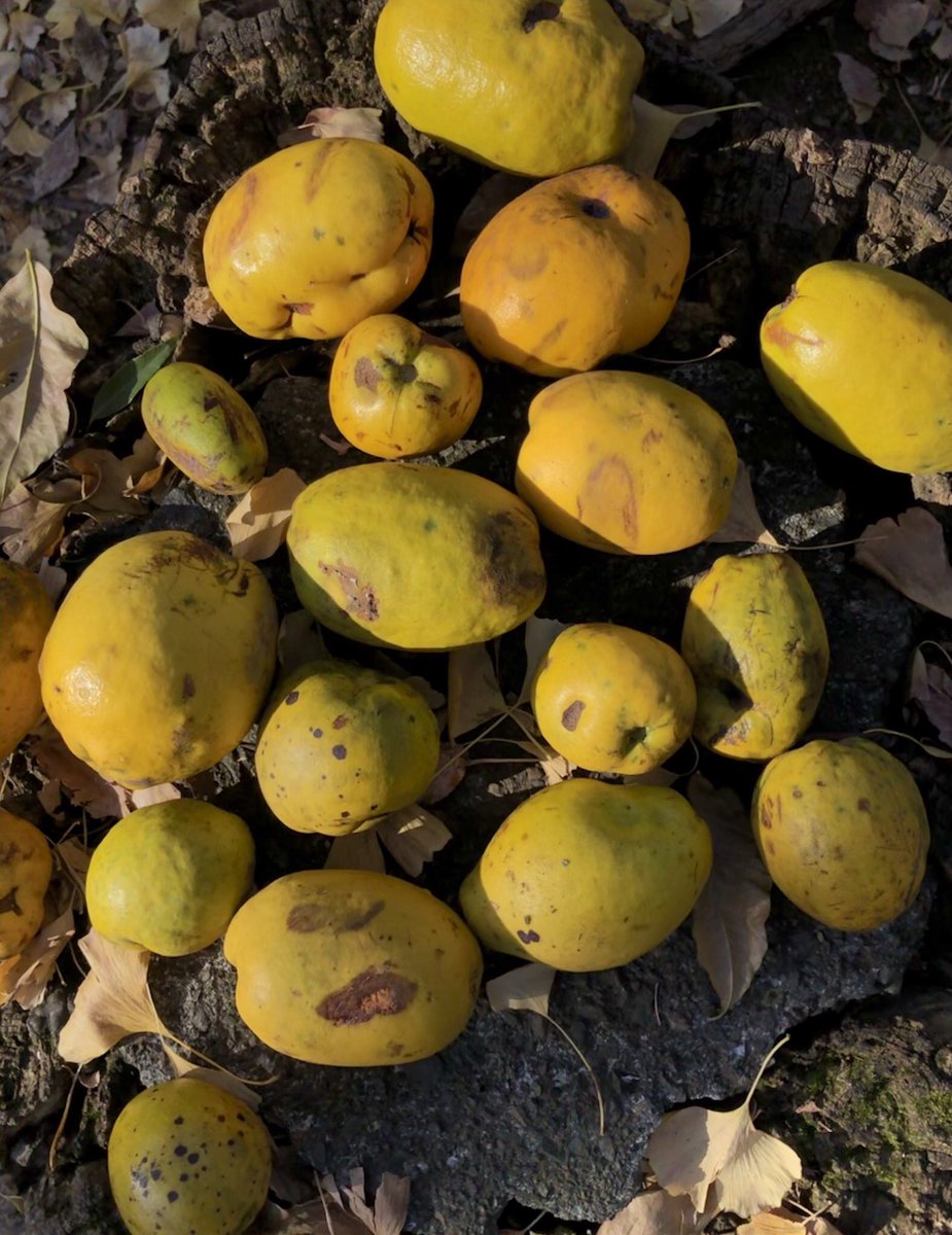 The most trad fruit tree of them all: the quince. Here's a gathering of Chinese quinces (Pseudocydonia sinensis). Quinces are inedible raw, only useful cooked. In the early days of the American colonies every garden had a quince: you couldn't have a kitchen orchard without one.