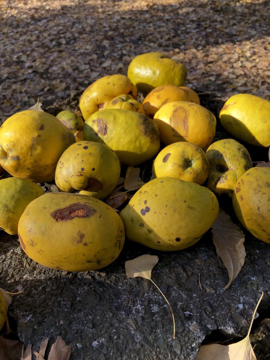 The most trad fruit tree of them all: the quince. Here's a gathering of Chinese quinces (Pseudocydonia sinensis). Quinces are inedible raw, only useful cooked. In the early days of the American colonies every garden had a quince: you couldn't have a kitchen orchard without one.