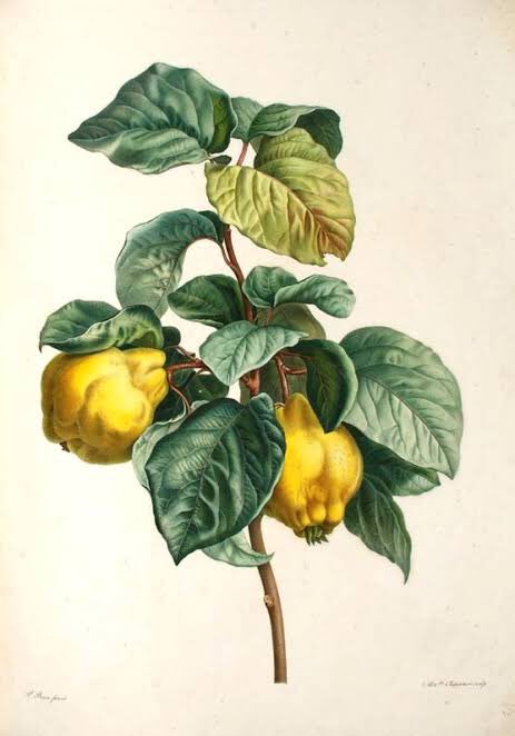 Quince fruit is naturally very rich in pectins, which is a must if you want to make long lasting marmalades, jams, preserves, jellies, etc. Growing lots of fruits without being able to preserve them wasn't optimal, so every kitchen garden had a quince until lemons became common.