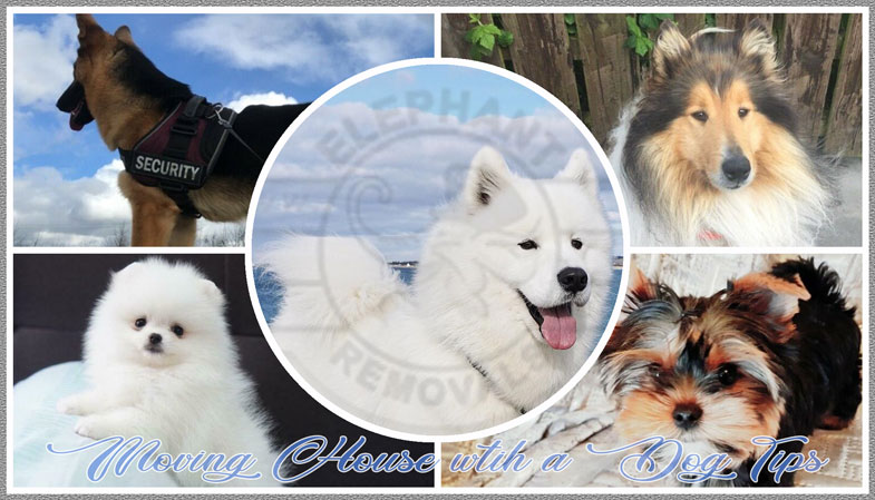 Elephantremoval's tweet image. Top Tips on Relocating with Dogs and How to Deal with Anxiety. 

Moving Home is not stressful only for humans, dogs are twice as stressed as you, even if it may be the calmest dog on the Earth.

🐘🚛🕸️ elephantremovals.co.uk/moving-blogs/m…

#mydogmyworld #movingdogstrend #movingwithdogs