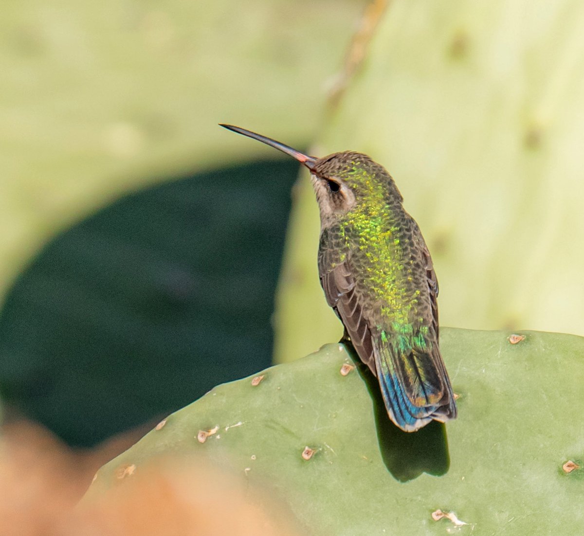 Broadbilled hummingbird on prickly pear
#tucsonaudubon #hummingbirds #broadbilledhummimgbird #birdsoftucson #arizonabirding @VisitTucsonAZ @tucsonaudubon