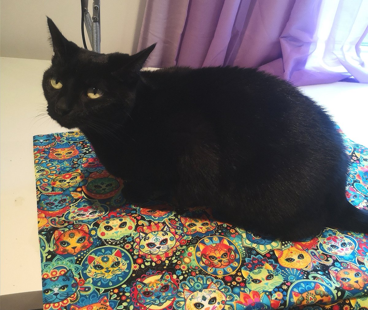 Now she's determined to stop me getting on with my next  #MoosPetSofa.