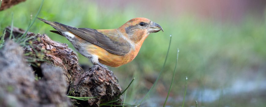 350 Nederlandse vogelkijkgebieden op de kaart dlvr.it/RpXvKy