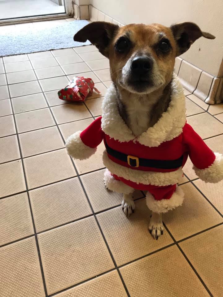 EDCHCommunity's tweet photo. Just watched staff footage of dogs opening their presents on Christmas Day... #handmethetissues😭😍
I'm so grateful to work for the amazing @EdinDogCatHome & support these animals on their journey to a #foreverhome❤️
Thank you kennel team for working through xmas #superstars🦸♀️ https://t.co/VXBOG73zGe