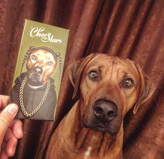 Pets Rock World tweet media