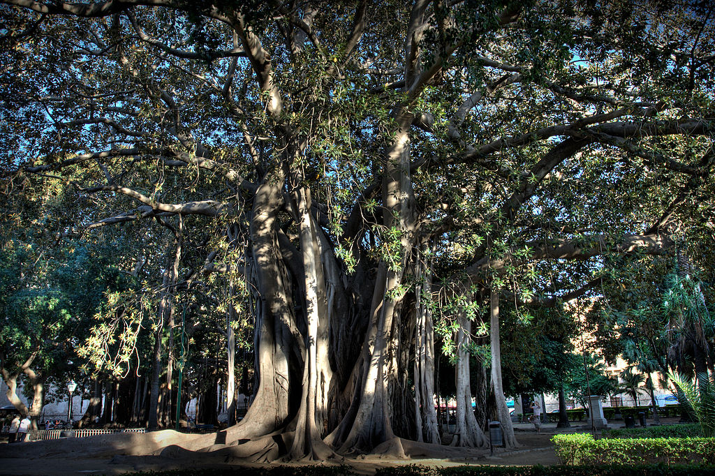 1/In this pic you're seeing the majestic  #Ficusmacrophylla, considered the largest in  #Europe and one of the oldest in  #Italy, with a height of 30 m, a trunk circumference exceeding 21 m, and a crown with a diameter of 50 m. https://bit.ly/2L721LS&nbsp; #thicktrunktuesday