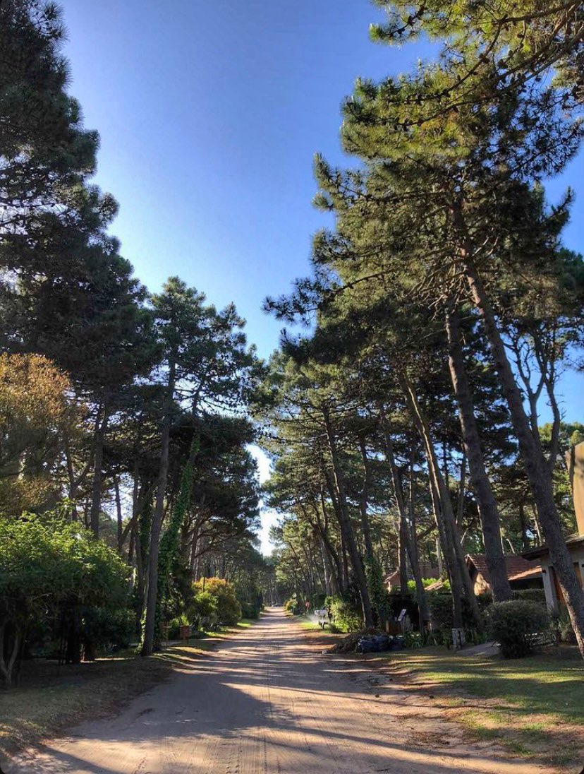 Pinamar_ok's tweet photo. La magia de las calles de #Pinamar
.
#RespiraPinamar #CiudadJardin https://t.co/QYXt9xY6UR