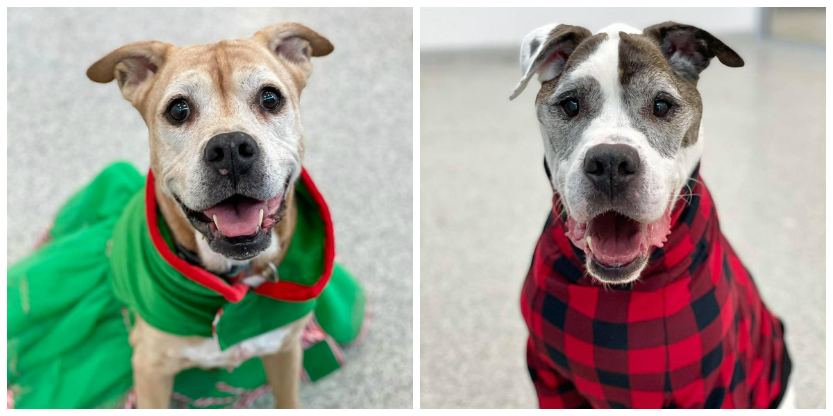 HART Animal Rescue tweet media