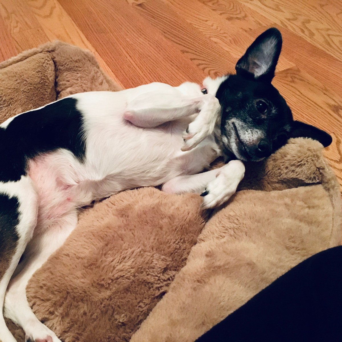 dq_clarke's tweet photo. Joy's gots the feels this week. #mymood 😴

#dogsoftwitter #napsfordays  #amwriting #writing #writingcommunity https://t.co/YHEav8GYEl