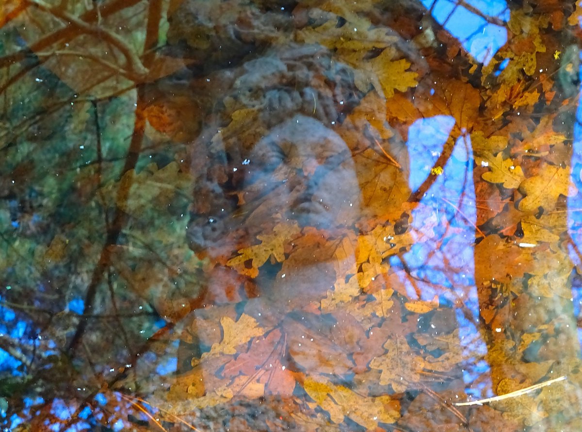 #Photo #photographylovers #photooftheday Ce matin, #ParcdeProcé, à #Nantes, 📷#peinture de #lumière  ("tableau virtuel" 1/5 environ)... 😻 ©CuriousCat