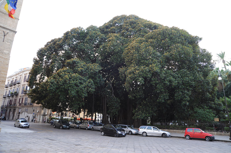 2/The tree is located in the Giardino Garibaldi (Palermo,  #Sicily), built between 1861 and 1864 by architect G.B.F Basile in Piazza Marina, & named after the national hero G. Garibaldi to celebrate the birth of the  nation.The  #ficus was planted in 1863. #thicktrunktuesday