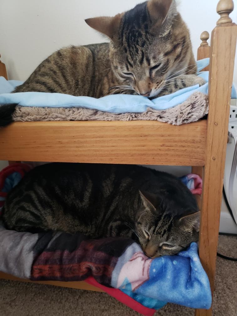 oogiebo45313953's tweet photo. Got my boys a bunk bed for Christmas and they haven’t gone in it until today. Successful cat gift! 🐈 #CatsOfTwitter #CrazyCatLady https://t.co/XwNM6MZUya