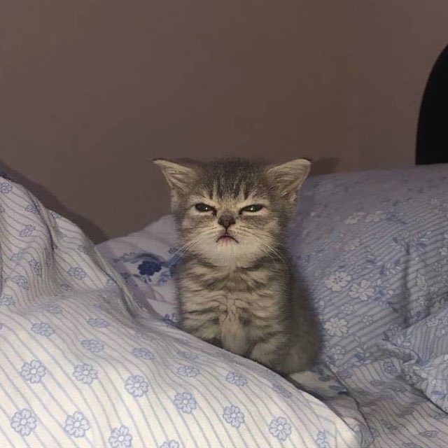 Why you should have a cat tweet media