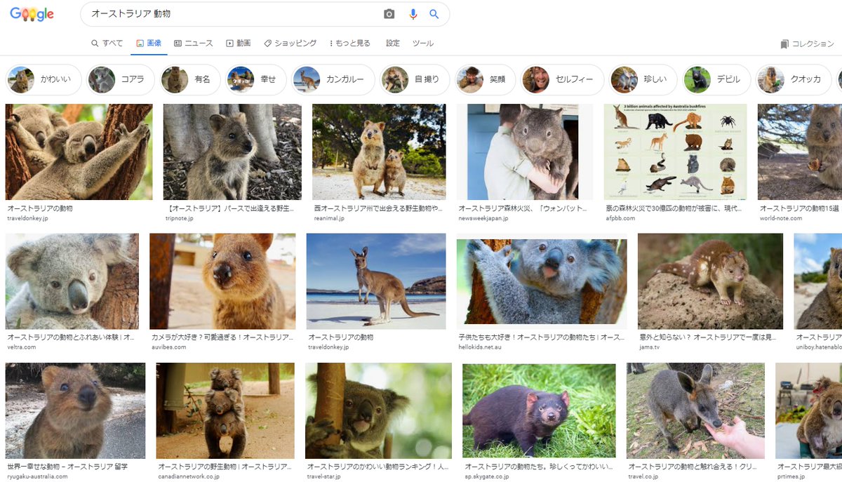 Uzivatel ブンサダカ Na Twitteru オーストラリアの動物たちがかわいくて ほえええ カメラを向けるとこっち向いて笑うらしい Uzivatel ブンサダカ Na Twitteru オーストラリアの動物たちがかわいくて ほえええ カメラを向けるとこっち向いて笑うらしい