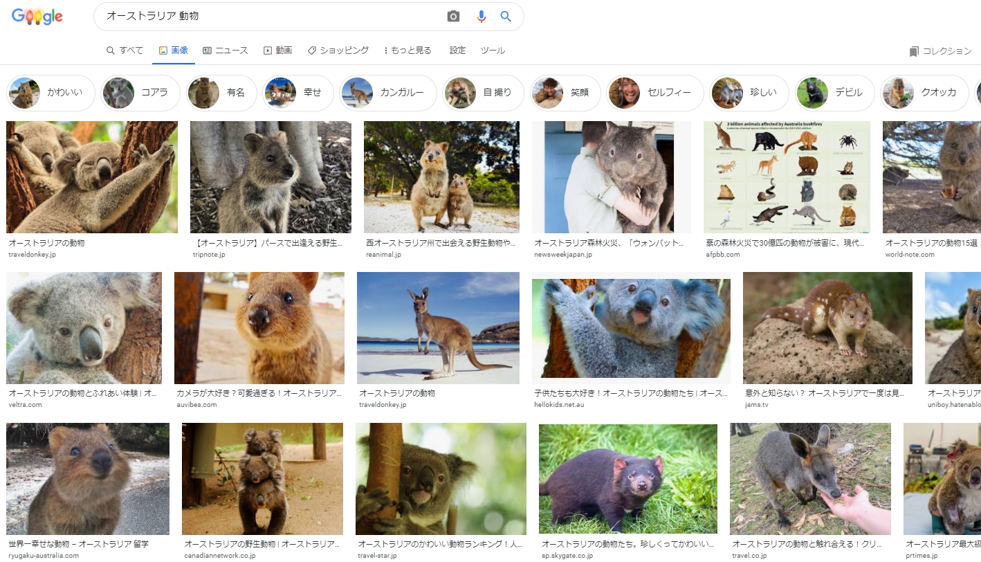 Uzivatel ブンサダカ Na Twitteru オーストラリアの動物たちがかわいくて ほえええ カメラを向けるとこっち向いて笑うらしい