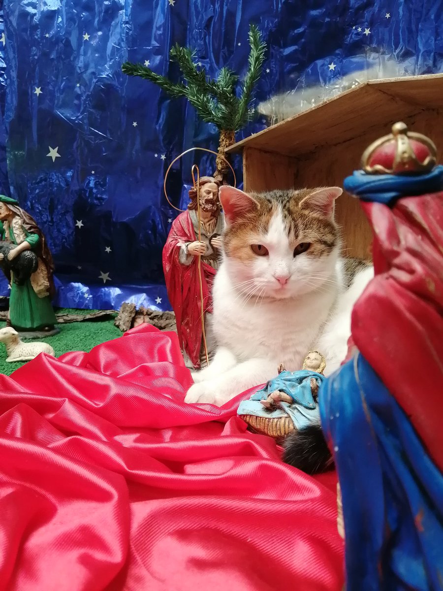 mariarg0801's tweet photo. Feliz Noavidad 🎄🥰 https://t.co/fwzFUschlt
