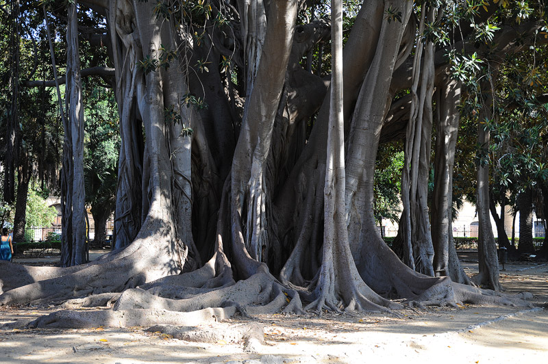 4/One of the most interesting features of Ficus m. is the presence of several columnar aerial roots that become additional trunks, supporting the top of the tree.The pics, except the 1st one, come from G. Marino's photo gallery https://bit.ly/3aKLmJ4  #thicktrunktuesday