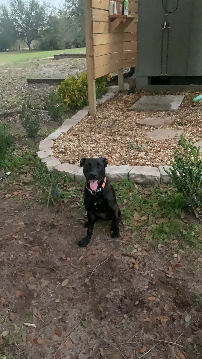 4luckydogs's tweet photo. Eva wasn’t ready for the amount of exercise she’s getting with @thewolffpacksrq  😂 but she’s following the GSP everywhere #lab #labmix  #blackdog #rescuedogsofinstagram #rescuedog #adoptadog #adoptapuppy #adoptables #4luckydogspetrescue #4luckydogs #wolffpacksrq #mansbestfriend https://t.co/NYZ8Th6PfF