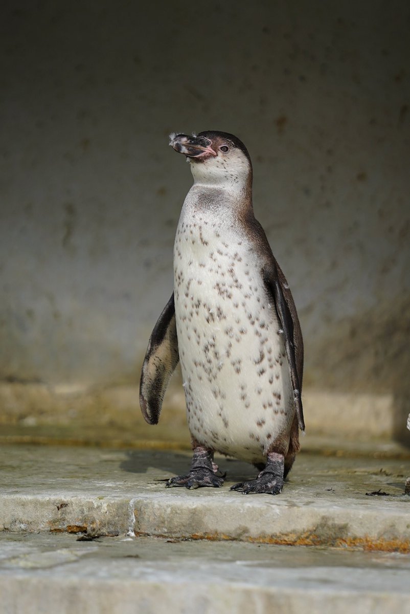 aki_arare's tweet photo. この子は ぶり ちゃん🐧
なまこちゃんと比べて斑点多めです。東武のビール君並みにある(笑)
#羽村市動物公園 https://t.co/drdE2oIaQc
