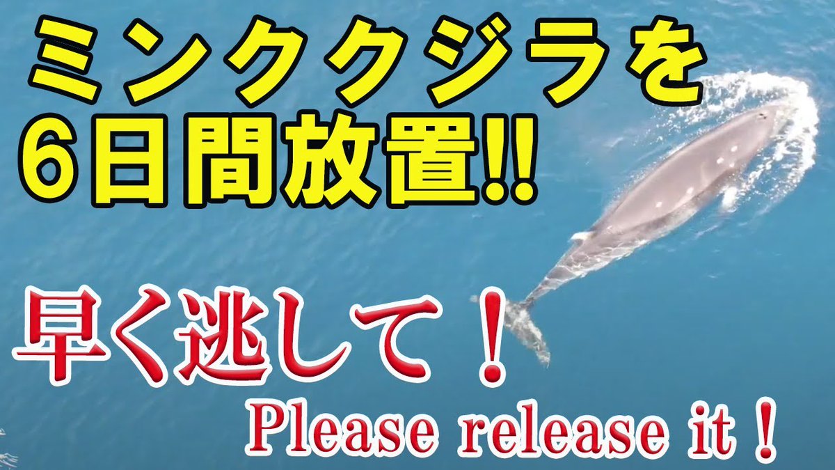 NGO_LIA's tweet photo. 網から出ようとして、なんども、なんども、深く潜り、網にアタックする姿がいたたまれない。 https://t.co/yQaZxPPubO https://t.co/K0R7G13IYA