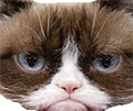 1EmoteADay's tweet photo. transparent grumpy cat emote (for #twitch #Discord ) #emotes #cats https://t.co/RSCq0rj8Hp