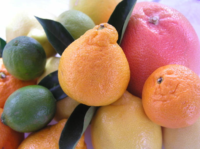 badabing_baby's tweet photo. 🍋🍊The Citrus Growers Association of South Africa (CGA) has played a leading role in turning South Africa into one of the world’s biggest citrus exporting countries.
https://t.co/fWlD85qfqE https://t.co/8ECA7NaNRZ