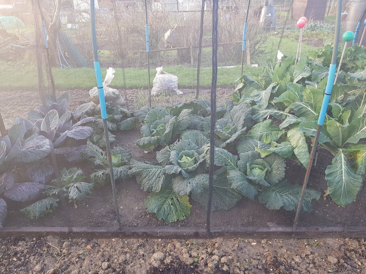So please with the winter #onions, #garlic &amp; #shallots I planted at the end of November! Also our winter #brassicas seem to be doing very well too, glad we made what we call The Brassica Chapel!! 🤣  👍 #gyo #allotment #growyourown #gardening #veg #food