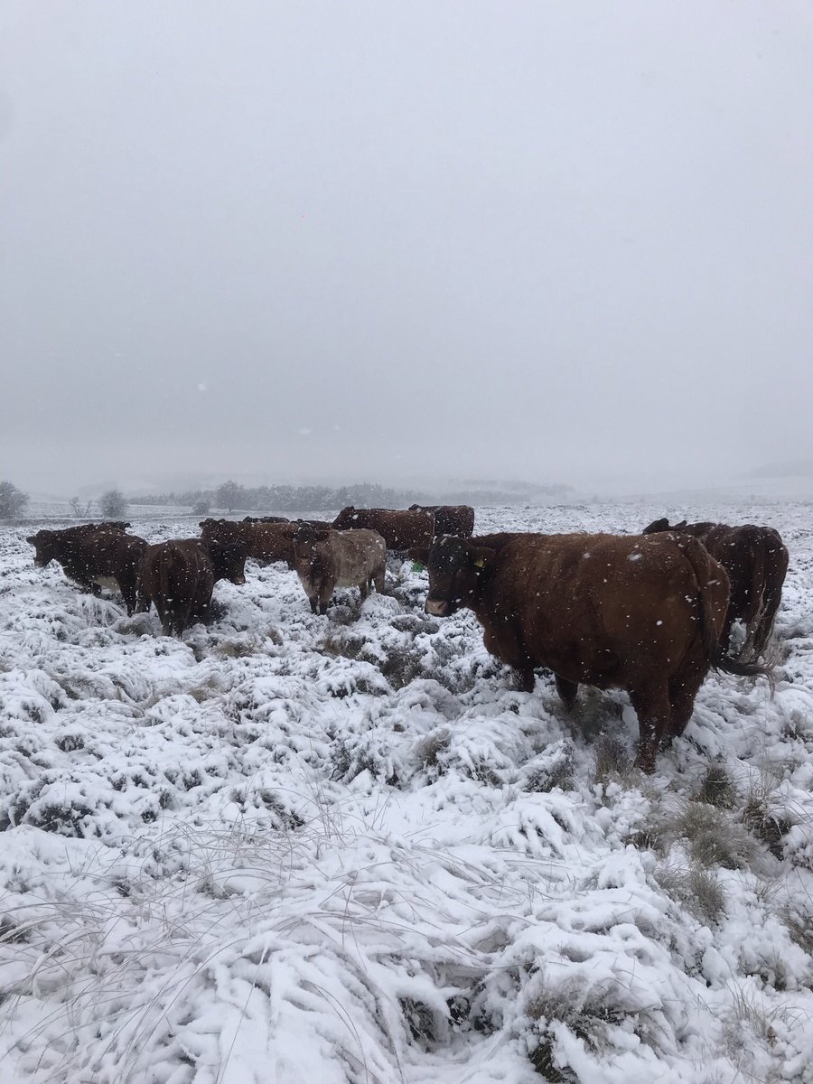 jackcharleton2's tweet photo. Cow tracker showing it’s worth it’s weight in gold today, Luing cattle not phased by today’s weather either #newtechnology #luingcattle #conservationtool @Digitanimal https://t.co/I7eCE270Up