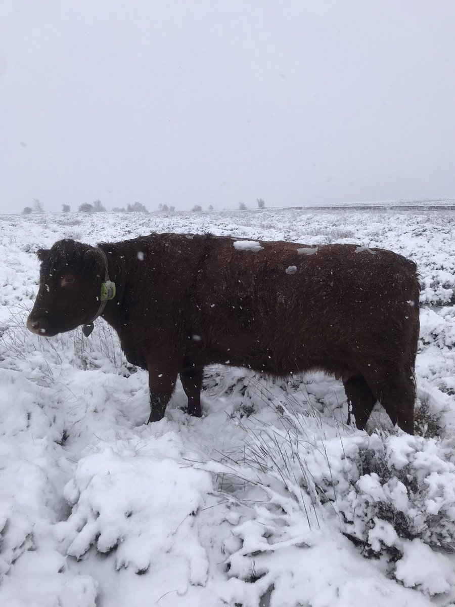 jackcharleton2's tweet photo. Cow tracker showing it’s worth it’s weight in gold today, Luing cattle not phased by today’s weather either #newtechnology #luingcattle #conservationtool @Digitanimal https://t.co/I7eCE270Up