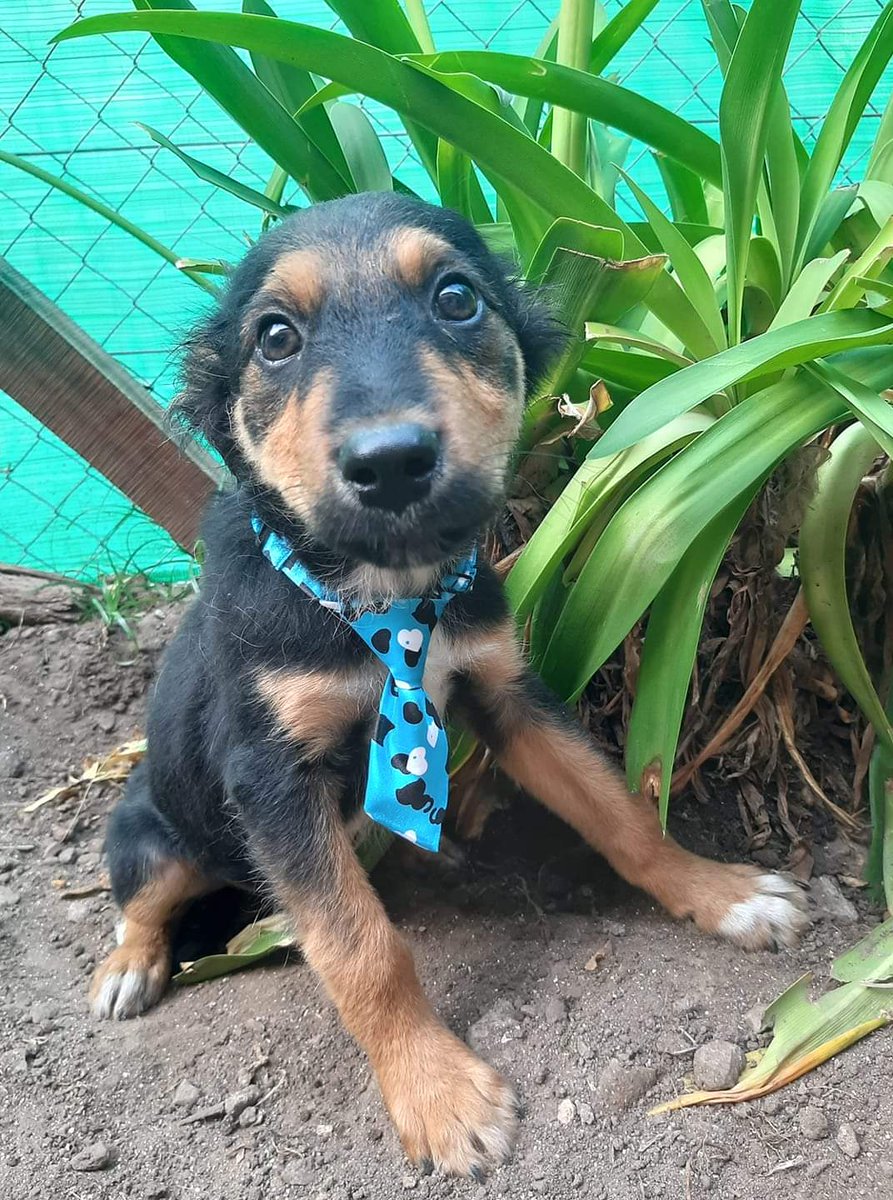 Dr Sorati tweet media