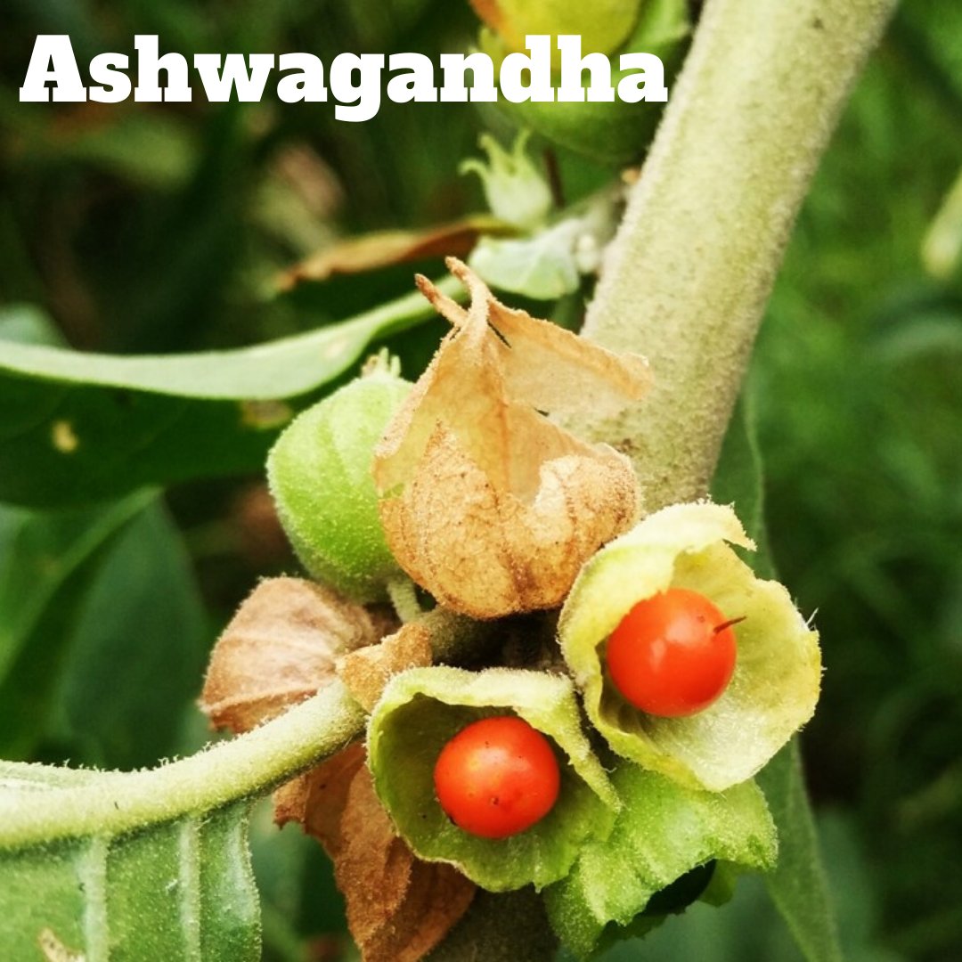 Antik zamanlardan beri pek çok sağlık sorununu tedavi etmek için kullanılan Ashwagandha, en çok yenileyici ve gençleştirici faydaları ile tanınır.

#Ashwagandha #bağışıklıksistemi #süpergıda #superfoods #sağlık #sağlıklıyaşam #sağlıklıbeslenme #antioksidan #kyani #bedeninibesle