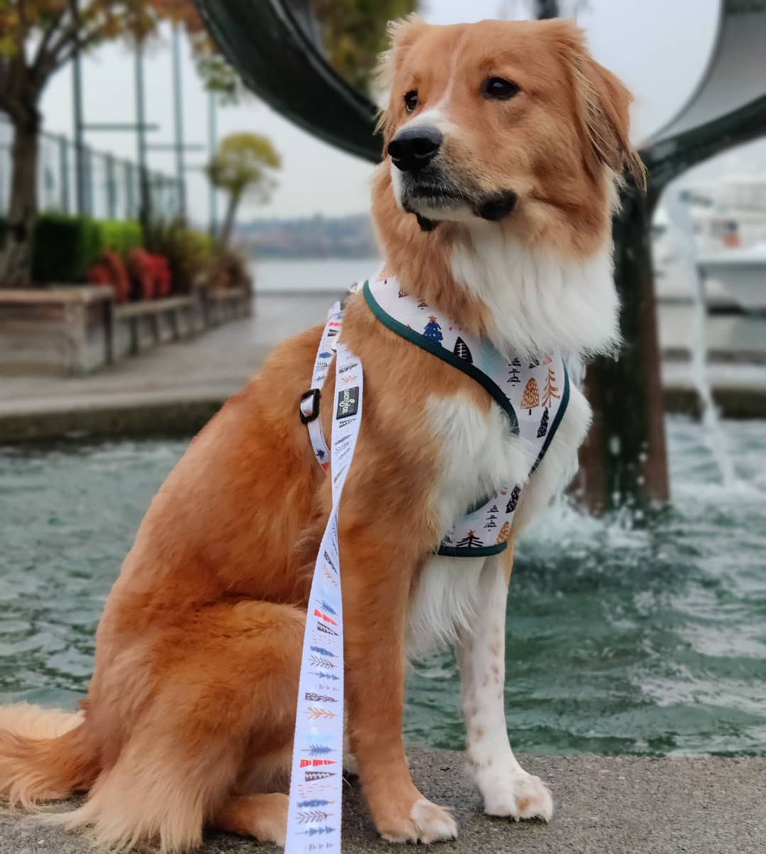 southlakeunion's tweet photo. @darrelthedoge looking back at 2020 like 👋 .
Who wants more #DogsofSLU in 2021? Tag us in your puppy pics! https://t.co/TWL4ArcW9e