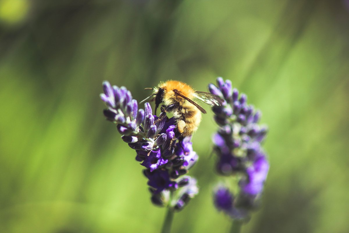 Did you know that #pollinators provide #sociocultural, #biological and #economic value for the humankind?

They protect the #biodiversity through the pollination of wild plants and flowering corps.